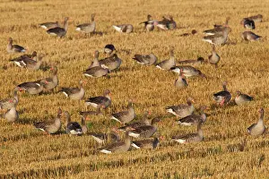 Stubble: Greylag Geese flock at stubble field in summer