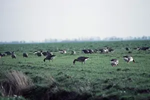 Nancy Jennings: Greylag GEESE - grazing