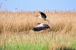 Reedbeds: Greylag Geese - pair in flight over reedbeds