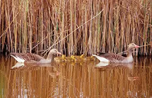 Reedbeds: Greylag Geese - pair with seven chicks