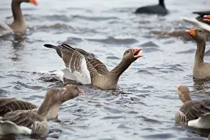 Squabbling: Greylag Geese - squabbling in winter