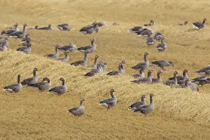 Skane: Greylag Geese stubble