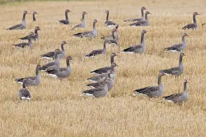 Skane: Greylag Geese stubble