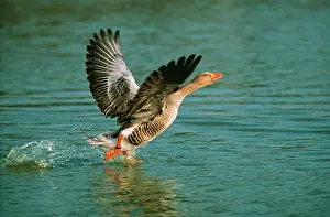 Takes: Greylag GEESE - takes off from water