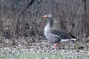 Giacomo Radi: Greylag Goose
