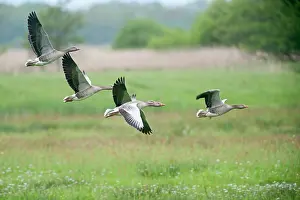 Sprintime: Greylag Goose