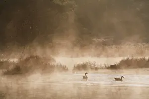 Vennen: Greylag Goose