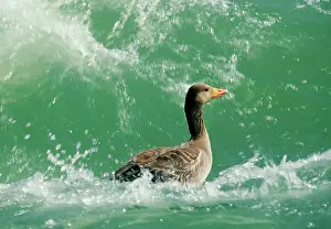 Graylag: Greylag Goose