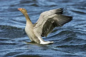 Leidschendam: Greylag Goose