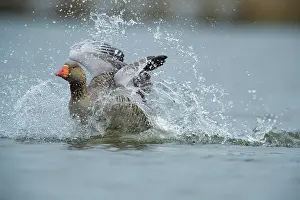 Overflakkee: Greylag Goose