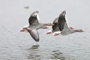 Passing: Greylag Goose