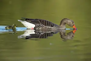 Overflakkee: Greylag Goose