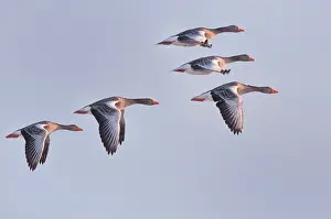 Ijsselmeer: Greylag Goose