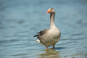 Inlaag: Greylag Goose