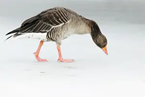 Sadness: Greylag Goose