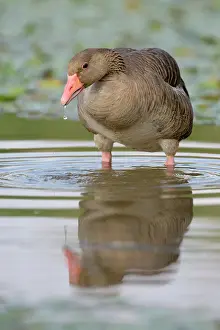 Nemzeti: Greylag Goose