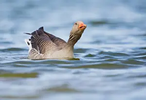 Balgzandpolder: Greylag Goose