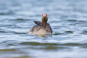 Balgzandpolder: Greylag Goose