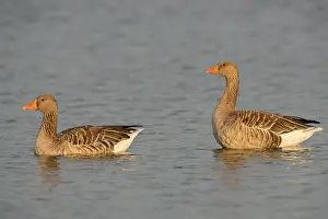 Inlaag: Greylag Goose