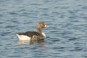 Drifting: Greylag Goose
