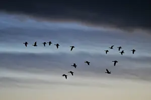 Thunderclouds: Greylag Goose