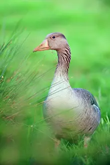 Wormerveer: Greylag Goose