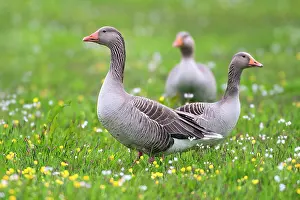 Wormerveer: Greylag Goose