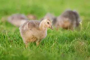 Wormerveer: Greylag Goose