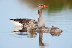 Wormerveer: Greylag Goose