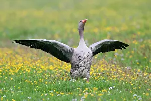 Wormerveer: Greylag Goose