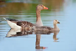 Wormerveer: Greylag Goose