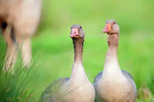 Wormerveer: Greylag Goose
