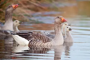 Wormerveer: Greylag Goose