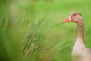 Wormerveer: Greylag Goose