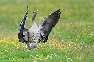 Wormerveer: Greylag Goose