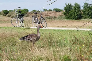 Bike: Greylag Goose