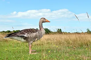 Schiermonnikoog: Greylag Goose
