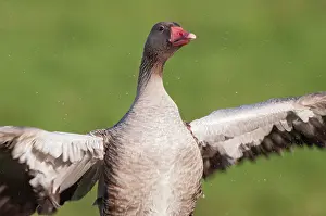 Wormerveer: Greylag Goose