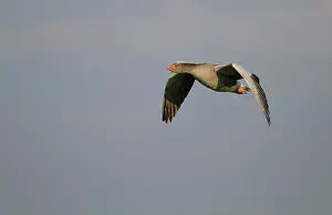 Eemland: Greylag Goose