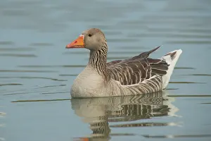 Drifting: Greylag Goose