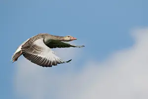 Starrevaartplas: Greylag Goose