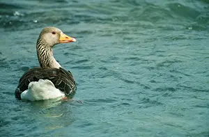 Graylag: Greylag Goose