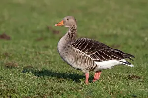 Eemland: Greylag Goose