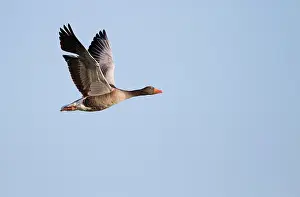 Eemland: Greylag Goose