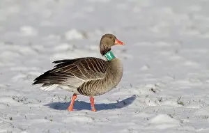 Nationaal: Greylag Goose