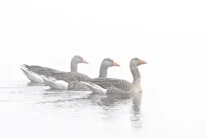 Utrechtse: Greylag Goose