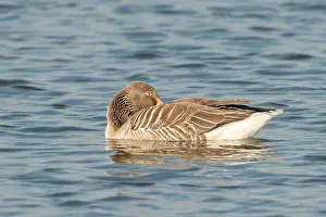 Starrevaart: Greylag Goose
