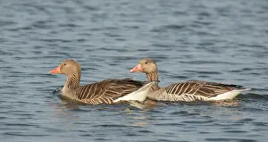 Starrevaart: Greylag Goose