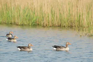 Alongside: Greylag Goose
