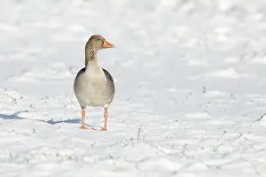 Arkemheen: Greylag Goose